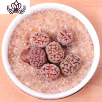 封后生石花屁股花绿色南非混合带盆带土石生花组盆多肉植物石pp花组合 花纹玉1年苗1颗 不含盆盆栽