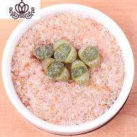 封后生石花屁股花绿色南非混合带盆带土石生花组盆多肉植物石pp花组合 青瓷玉2年苗1颗 不含盆花卉绿植盆栽