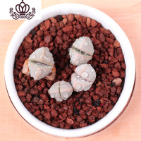 封后生石花屁股花绿色南非混合带盆带土石生花组盆多肉植物石pp花组合 魔玉2年苗1颗 不含盆花卉绿植盆栽