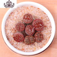 封后生石花屁股花绿色南非混合带盆带土石生花组盆多肉植物石pp花组合 柘榴玉2年苗1颗 不含盆盆栽