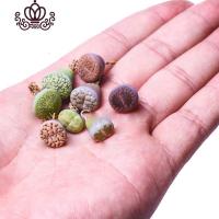 封后生石花屁股花绿色南非混合带盆带土石生花组盆多肉植物石pp花组合 黑色万象盆+土+铺面 含盆盆栽