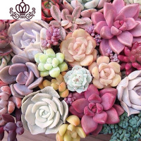 封后多肉植物组合盆栽桃蛋生石花套餐稀有品种法师老桩 10颗随机肉肉必有桃蛋,无盆无土 不含盆