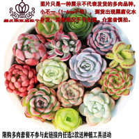 封后多肉植物组合盆栽桃蛋生石花套餐稀有品种法师老桩 20颗肉肉随机发,限购1份 不含盆