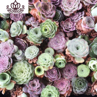 封后多肉植物组合盆栽桃蛋生石花套餐稀有品种法师老桩 6颗随机玫瑰,约2cm 不含盆