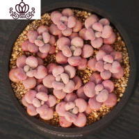 封后多肉植物组合盆栽桃蛋生石花套餐稀有品种法师老桩 桃蛋,约2-3cm,10颗 不含盆