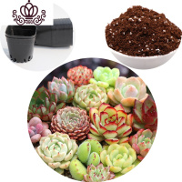 封后多肉植物组合盆栽桃蛋生石花套餐稀有品种法师老桩 5颗随机肉肉约5cm,送盆送土 不含盆