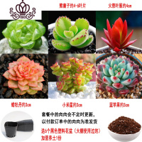 封后多肉植物组合盆栽桃蛋生石花套餐稀有品种法师老桩 套餐B,如图6颗,送盆送土 不含盆