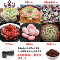 封后多肉植物组合盆栽桃蛋生石花套餐稀有品种法师老桩 套餐C,如图6颗,送盆送土 不含盆