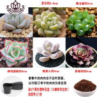 封后多肉植物组合盆栽桃蛋生石花套餐稀有品种法师老桩 套餐D,如图6颗,送盆送土 不含盆