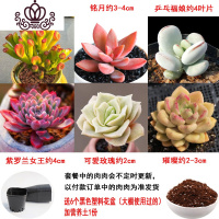 封后多肉植物组合盆栽桃蛋生石花套餐稀有品种法师老桩 套餐E,如图6颗,送盆送土 不含盆