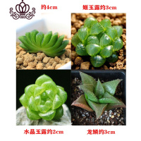 封后多肉植物组合盆栽桃蛋生石花套餐稀有品种法师老桩 玉扇+龙鳞+水晶玉露+姬玉露各1颗 不含盆