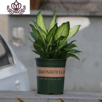 封后[天天] 玛丽安 银皇后 万年青盆栽办公室植物室内茶几花卉