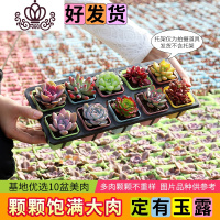 封后多肉植物新款组合盆栽肉肉植物一整箱含盆带土种好发货 10盆彩方-种好发货(定有玉露) 带盆栽好