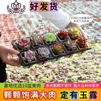 封后多肉植物新款组合盆栽肉肉植物一整箱含盆带土种好发货 10盆彩方-种好发货(定有玉露) 带盆栽好