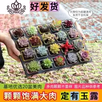 封后多肉植物新款组合盆栽肉肉植物一整箱含盆带土种好发货 20盆彩方-种好发货(定有玉露) 带盆栽好