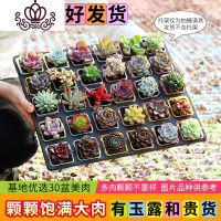 封后多肉植物新款组合盆栽肉肉植物一整箱含盆带土种好发货 30盆彩方-种好发货(定有玉露) 带盆栽好
