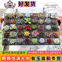 封后多肉植物新款组合盆栽肉肉植物一整箱含盆带土种好发货 40盆彩方-种好发货(定有玉露) 带盆栽好