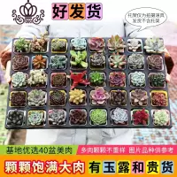 封后多肉植物新款组合盆栽肉肉植物一整箱含盆带土种好发货 40盆彩方-种好发货(定有玉露) 带盆栽好