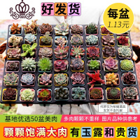 封后多肉植物新款组合盆栽肉肉植物一整箱含盆带土种好发货 50盆彩方-种好发货(定有玉露) 带盆栽好