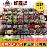 封后多肉植物新款组合盆栽肉肉植物一整箱含盆带土种好发货 50盆彩方-种好发货(定有玉露) 带盆栽好