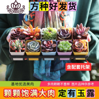 封后多肉植物新款组合盆栽肉肉植物一整箱含盆带土种好发货 种好发货A-含配套托架 带盆栽好