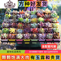 封后多肉植物新款组合盆栽肉肉植物一整箱含盆带土种好发货 种好发货C-含配套托架 带盆栽好