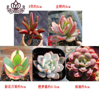 封后多肉植物组合盆栽桃蛋生石花套餐稀有品种法师老桩 5颗小贵货,如图 不含盆