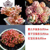 封后多肉植物组合盆栽桃蛋生石花套餐稀有品种法师老桩 三颗大尺寸多头肉肉,如图 不含盆