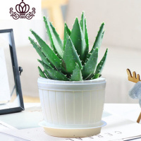 封后不夜城芦荟盆栽室内盆栽净化空气多肉植物花卉办公室桌面盆栽植物 仿木桶盆+大号不夜城层 不含盆