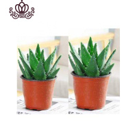 封后不夜城芦荟盆栽室内盆栽净化空气多肉植物花卉办公室桌面盆栽植物 大号芦荟原盆2盆(店主超级推荐) 含盆