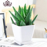 封后不夜城芦荟盆栽室内盆栽净化空气多肉植物花卉办公室桌面盆栽植物 白色塑料方盆+大号不夜城层 不含盆
