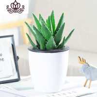 封后不夜城芦荟盆栽室内盆栽净化空气多肉植物花卉办公室桌面盆栽植物 白色懒人盆+大号不夜城层 含盆