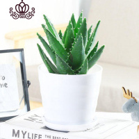 封后不夜城芦荟盆栽室内盆栽净化空气多肉植物花卉办公室桌面盆栽植物 白色螺纹盆+大号不夜城层 不含盆