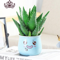 封后不夜城芦荟盆栽室内盆栽净化空气多肉植物花卉办公室桌面盆栽植物 蓝色可爱马卡龙+大号不夜城层 不含盆