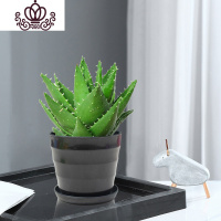 封后不夜城芦荟盆栽室内盆栽净化空气多肉植物花卉办公室桌面盆栽植物 黑色塑料螺纹盆+大号不夜城层 含盆
