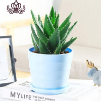 封后不夜城芦荟盆栽室内盆栽净化空气多肉植物花卉办公室桌面盆栽植物 蓝色螺纹盆+大号不夜城层 含盆