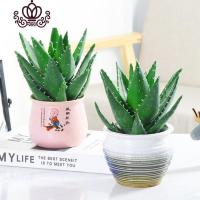 封后不夜城芦荟盆栽室内盆栽净化空气多肉植物花卉办公室桌面盆栽植物 芦荟4年苗 不含盆