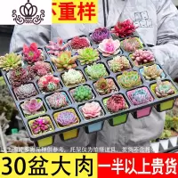 封后多肉植物组合盆栽室内50颗套餐含盆带土清棚大肉肉植物一整箱花卉 30个彩盆+30多肉含土一半以上贵货品种 含盆