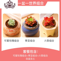 封后多肉植物组合套餐新手肉肉植物多肉花盆老桩花卉盆栽植物买3免1 一盆一世界组合(含盆含土) 不含盆