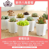 封后多肉植物组合套餐新手肉肉植物多肉花盆老桩花卉盆栽植物买3免1 新手八角套餐(含盆含土) 不含盆