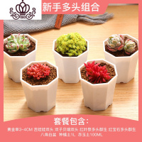 封后多肉植物组合套餐新手肉肉植物多肉花盆老桩花卉盆栽植物买3免1 新手多头组合(含盆含土) 不含盆