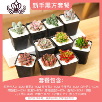 封后多肉植物组合套餐新手肉肉植物多肉花盆老桩花卉盆栽植物买3免1 新手黑方套餐(含盆含土) 不含盆