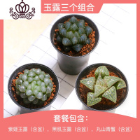 封后多肉植物组合套餐新手肉肉植物多肉花盆老桩花卉盆栽植物买3免1 玉露3个组合(带盆栽好) 不含盆