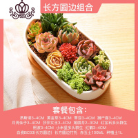 封后多肉植物组合套餐新手肉肉植物多肉花盆老桩花卉盆栽植物买3免1 长方圆边组合(含盆含土) 不含盆