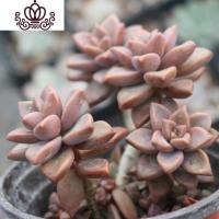 封后多肉植物组合套餐新手肉肉花卉盆栽带盆栽好老桩新款大颗萌肉整箱 0度以下地区不包冻 裸根不带土