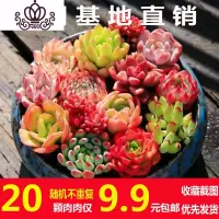 封后多肉植物组合套餐新手肉肉花卉盆栽带盆栽好老桩新款大颗萌肉整箱 20颗不重复随机品种 裸根不带土