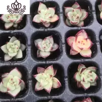 封后多肉植物组合套餐新手肉肉花卉盆栽带盆栽好老桩新款大颗萌肉整箱 乌木2-3cm随机8颗 裸根不带土