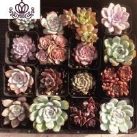 封后多肉植物组合套餐新手肉肉花卉盆栽带盆栽好老桩新款大颗萌肉整箱 随机12颗带盆栽好 带盆栽好