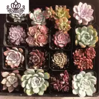 封后多肉植物组合套餐新手肉肉花卉盆栽带盆栽好老桩新款大颗萌肉整箱 随机12颗带盆栽好 带盆栽好