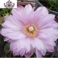 封后绯花玉开花的仙人球盆栽仙人掌室内多肉植物办公室仙人掌多肉盆栽 观音直径5-7cm[绯花玉不带花苞] 含盆